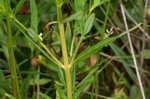 Earth loosestrife